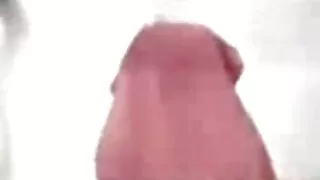 Cutie gauna Aistringai Pakliuvom jock Ant Kameros, Pūlingas Ir Asilas