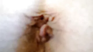 Taupus Vaikinas Pakliuvom redhead gamtoje